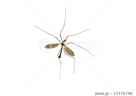 Tipulidae. Large mosquito. Tipulidae. Large mosquito. 13576796