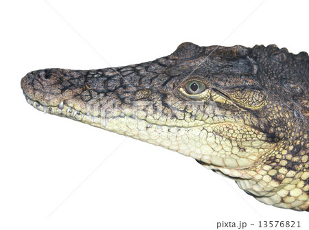 The head of a crocodile close up. 13576821
