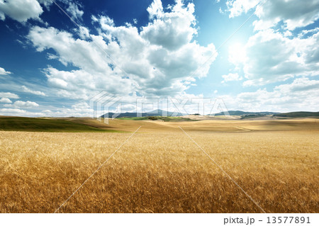 barley  hills Tuscany, Italy 13577891