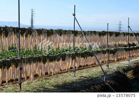 大根干し 大根干し 13578075