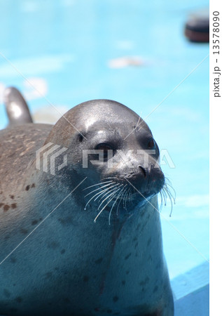 アザラシ アザラシ 13578090