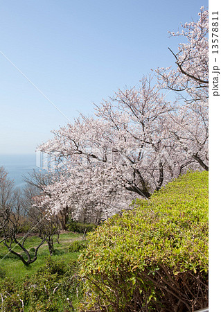 赤穂御崎の桜 赤穂御崎の桜 13578811