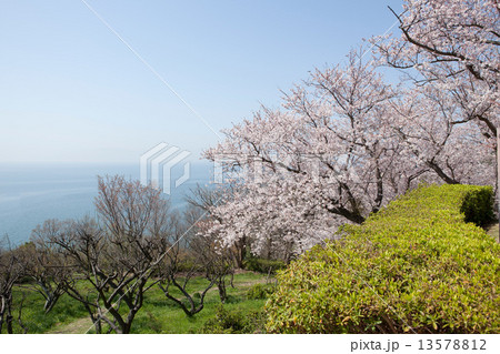 赤穂御崎の桜 赤穂御崎の桜 13578812