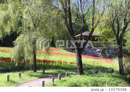 実りの秋、満開のヒガンバナと有馬富士/兵庫県有馬富士公園 実りの秋、満開のヒガンバナと有馬富士/兵庫県有馬富士公園 13579398