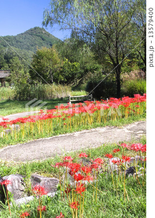 実りの秋、満開のヒガンバナと有馬富士/兵庫県有馬富士公園 実りの秋、満開のヒガンバナと有馬富士/兵庫県有馬富士公園 13579400