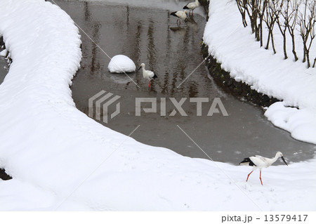 兵庫県立コウノトリの郷公園、コウノトリ「国指定天然記念物」と雪景色 兵庫県立コウノトリの郷公園、コウノトリ「国指定天然記念物」と雪景色 13579417