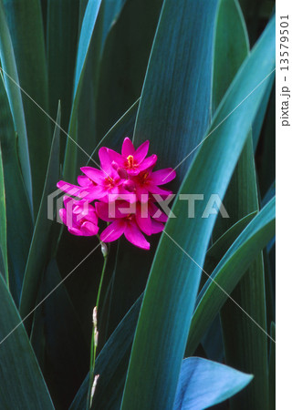 庭の葉影に咲くイキシア 13579501