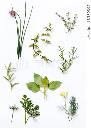 fresh herbs fresh herbs 13580397