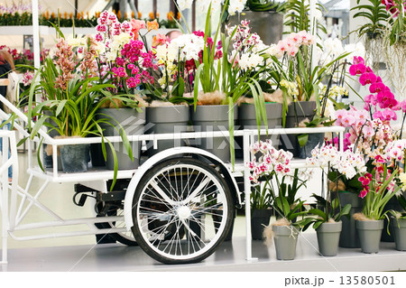 beautiful orchid 13580501