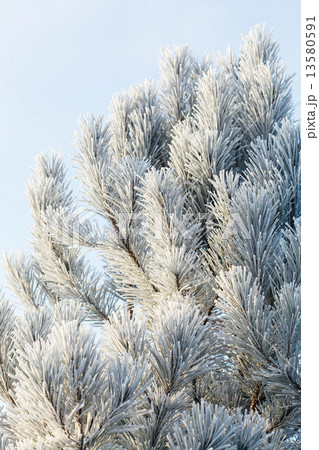 winter winter 13580591