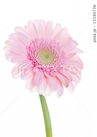 gerbera flowers 13580736