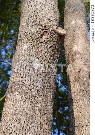 クスノキ(楠) クスノキ(楠) 13581873