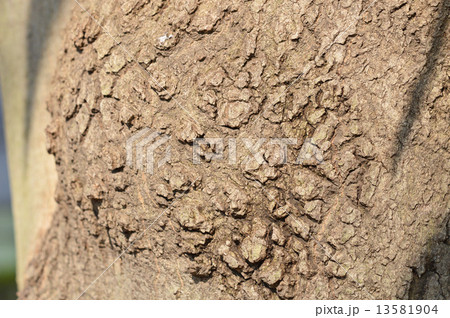 マテバシイ（馬刀葉椎） 13581904