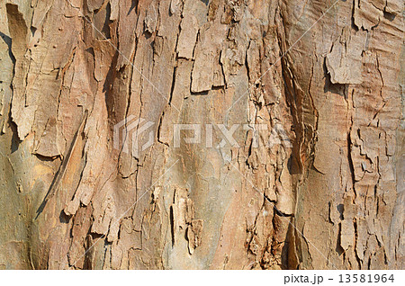 トウカエデ（唐楓） 13581964