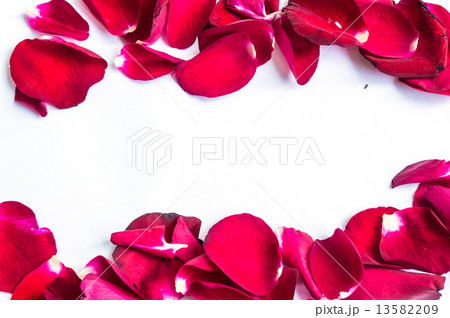 Petal of rose Petal of rose 13582209