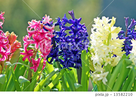 早春が薫るヒヤシンス 早春が薫るヒヤシンス 13582210