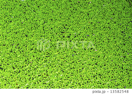 Duckweed covered on the water surface 13582548