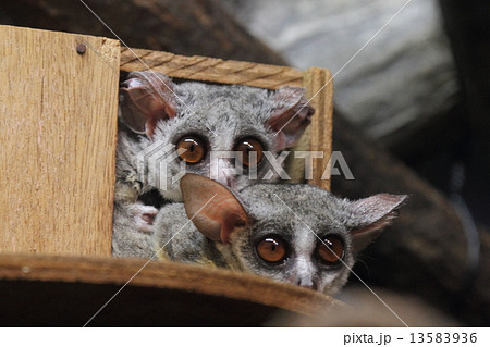 ショウガラゴの写真素材