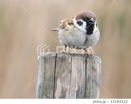 スズメ スズメ 13584122