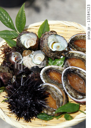 トコブシ・サザエ・ウニ 13584123