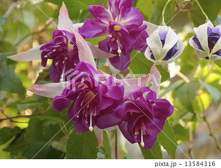 フクシア 02 フクシア 02 13584316