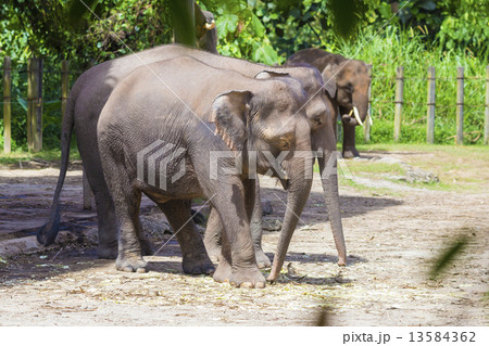 Indian Elephants 13584362