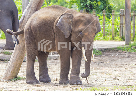 Indian Elephants Indian Elephants 13584385