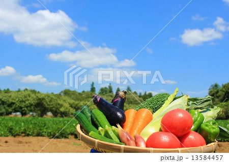 気持ちのいい夏空と夏野菜 13584457