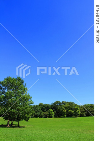 快晴の夏空　新緑の広場 13584458
