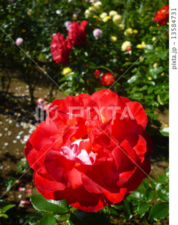 バラ 13584731