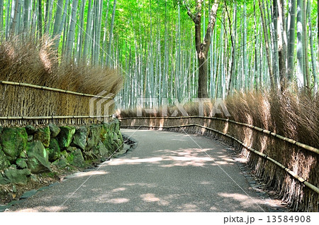 嵯峨野　竹林の道 13584908