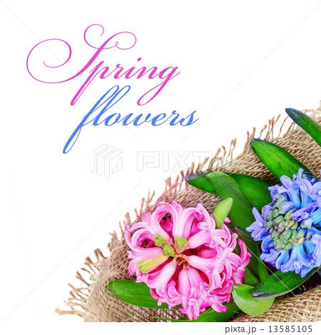 Pink and blue hyacinths 13585105