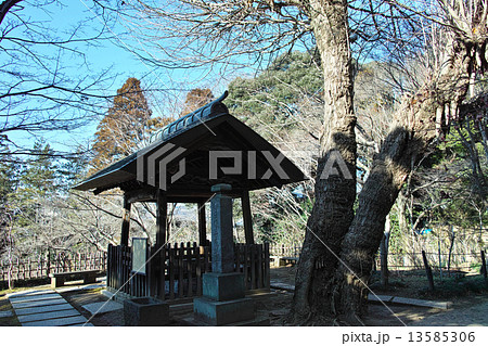 千葉県松戸市　本土寺・日像菩薩誕生水と乳出銀杏 13585306