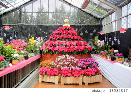 ポインセチア 13585317