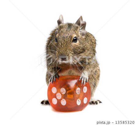 small rodent with big dice cube small rodent with big dice cube 13585320