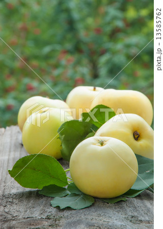 Apples in the garden Apples in the garden 13585762