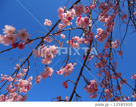 枝垂れる桜 枝垂れる桜 13585930