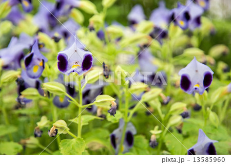 Wishbone flowers Wishbone flowers 13585960