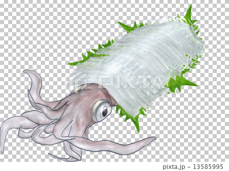 イカ刺身のイラスト素材
