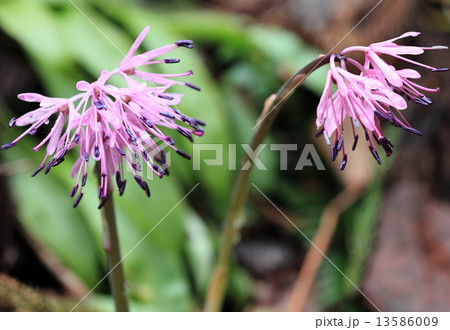 ショウジョウバカマの花 13586009
