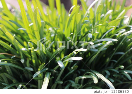 曼珠沙華 13586580