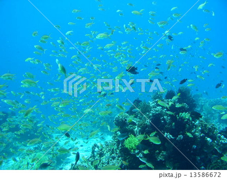 フィリピンの黄色い綺麗な熱帯魚の群れ 13586672