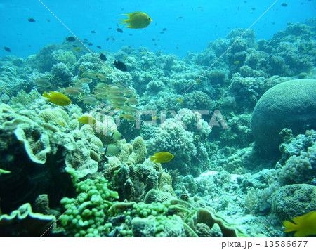 フィリピンの黄色い綺麗な熱帯魚の群れ 13586677
