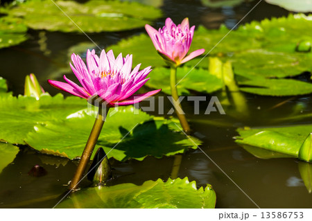 Beautiful Purple Water Lilies Floating in the pond. Beautiful Purple Water Lilies Floating in the pond. 13586753