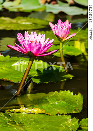 Beautiful Purple Water Lilies Floating in the pond. Beautiful Purple Water Lilies Floating in the pond. 13586754