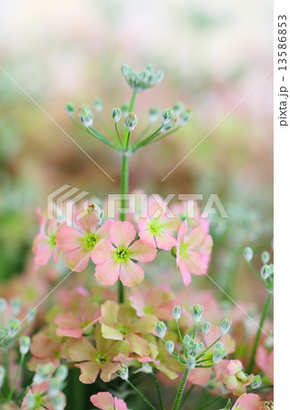 Primula malacoides~ウィンティー・ピーチ Primula malacoides~ウィンティー・ピーチ 13586853