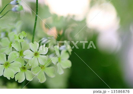 Primula malacoides～ウィンティー・ライムグリーン 13586876
