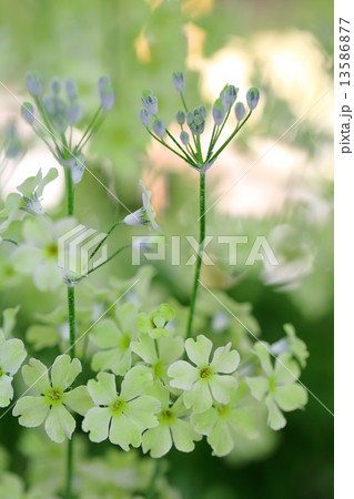Primula malacoides～ウィンティー・ライムグリーン 13586877