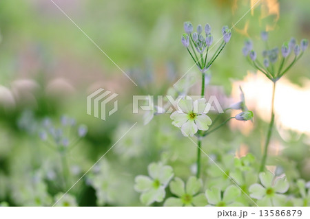 Primula malacoides~ウィンティー・ライムグリーン Primula malacoides~ウィンティー・ライムグリーン 13586879