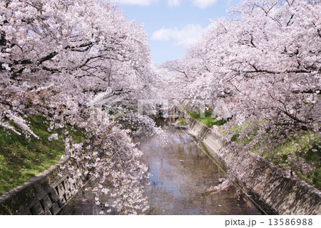 五条川の桜 13586988